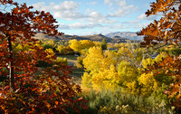 A Peek Through The Trees