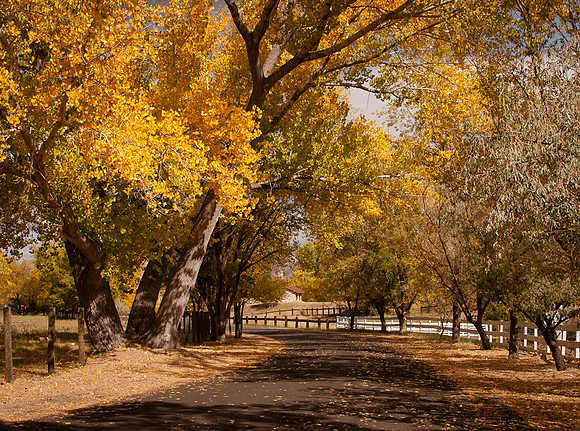 Country Lane