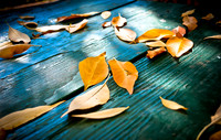Leaves On Table