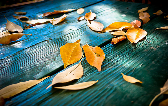 Leaves On Table