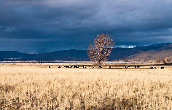 Cow Congregation