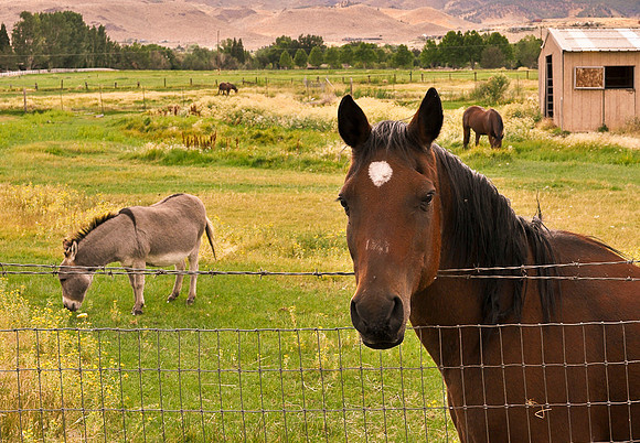 Horse and Donkey Revisited