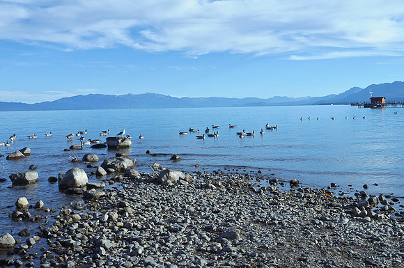 Gull Gathering