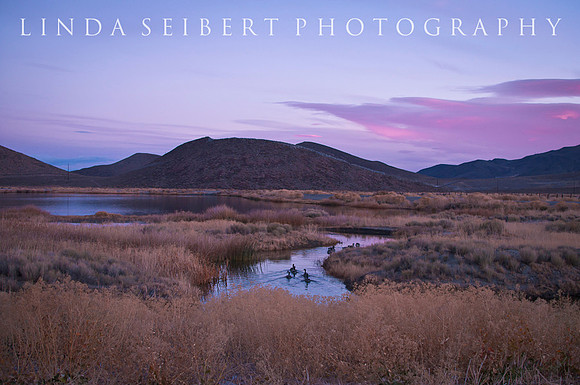 South Meadows Dawn